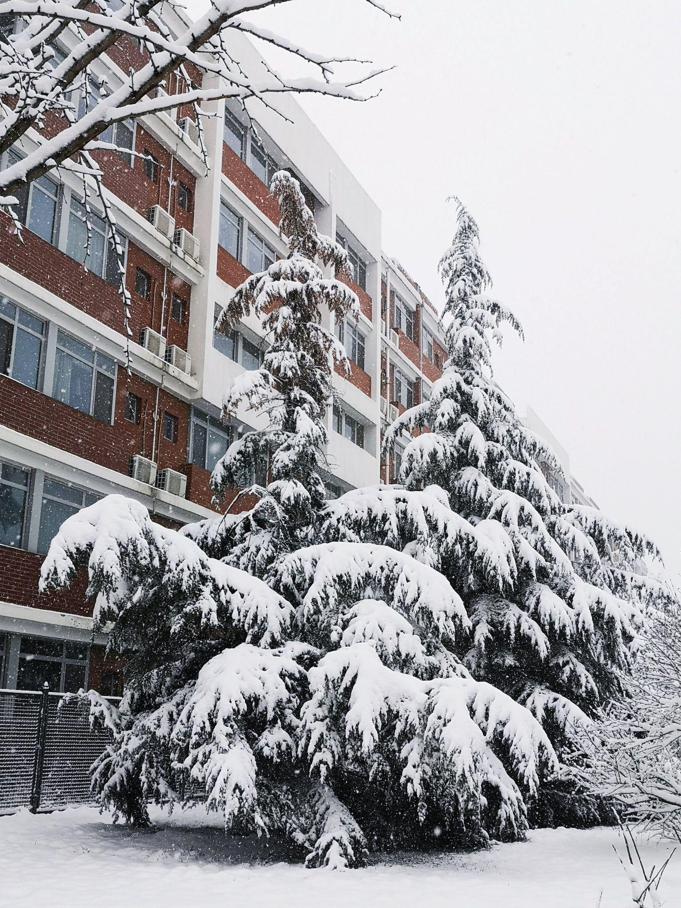 Cone-shaped trees, red and green, a late Christmas atmosphere