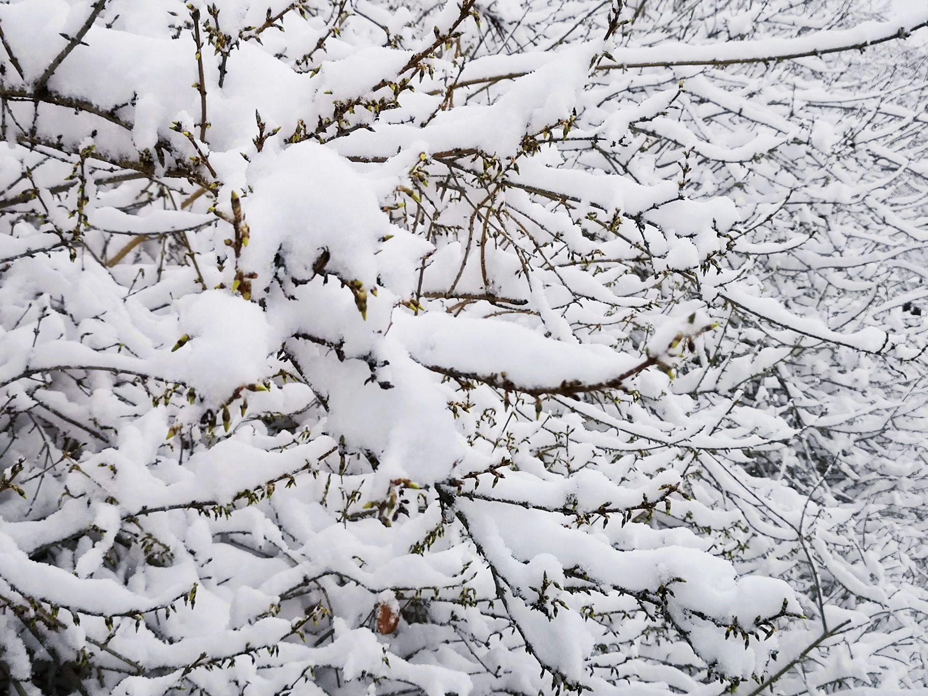 Winter jasmine can catch the snow on its thin branches