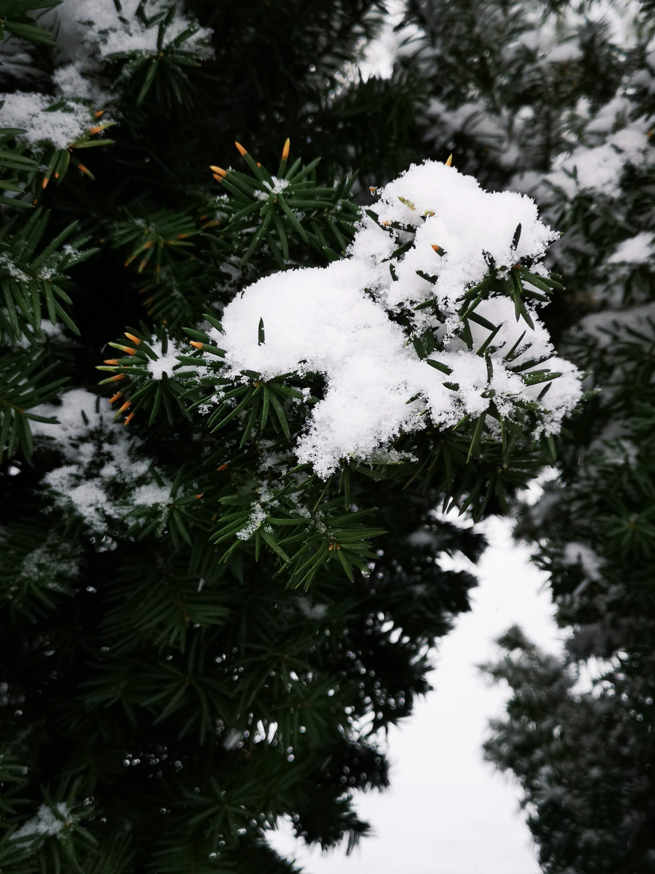 Pine needles are one of the few green things you can see in the winter in the north